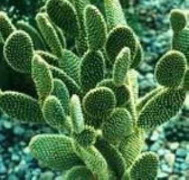 Cholla Stem Extract